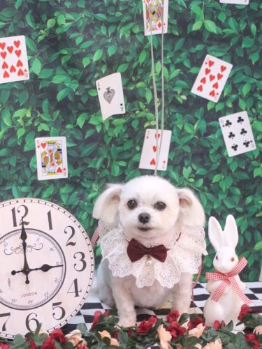 20250416サクラちゃん